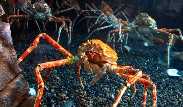 Photo: Red Spider Crab