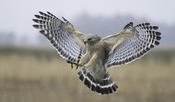 Photo: What Saker Falcon looks like
