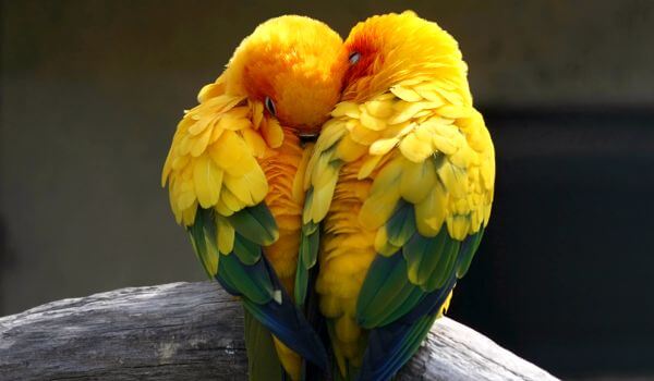 Photo: Lovebird parrots