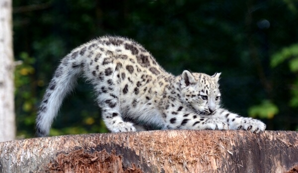 Photo: Snow Leopard Red Book