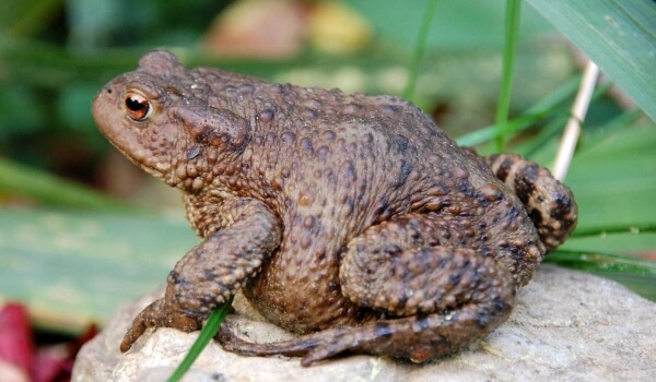 Photo: Ground toad in nature