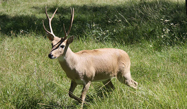 Photo: Pampas deer in South America