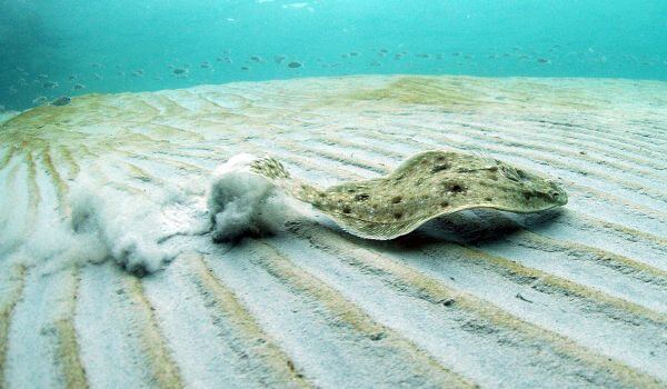 Photo: Flounder in the sea