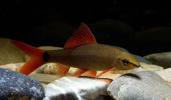 Photo: Two-colored labeo fish