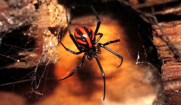 Photo: Crimean spider karakurt