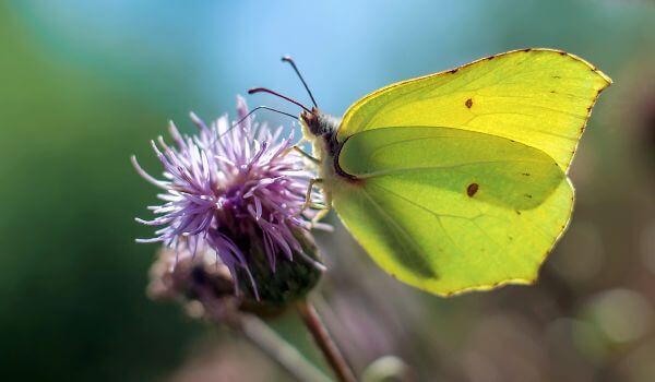 Foto: Buckthorn Butterfly