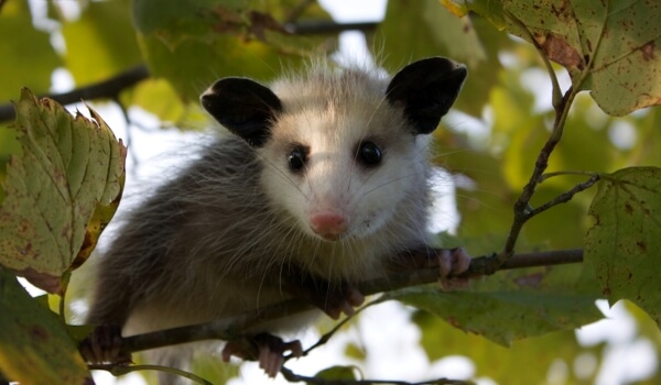 Photo : opossum