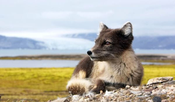 Photo: Gray Fox in North America