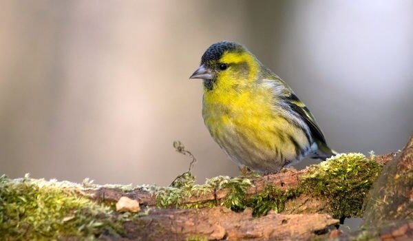 Photo: Siskin in the forest