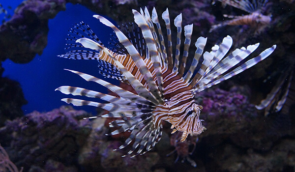 Foto: Zebra Lionfish
