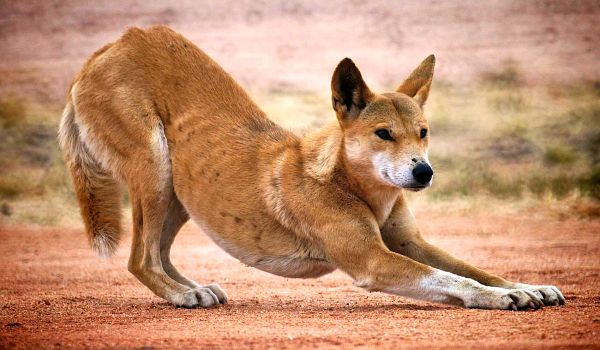 Foto: Australian Dingo