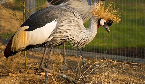  Photo: What a Crowned Crane looks like