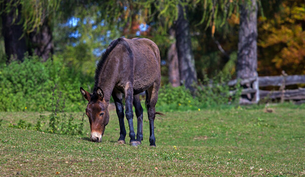 Photo: Animal Mule
