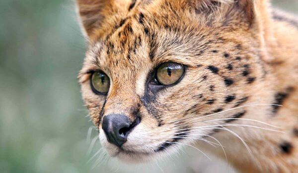 Foto: Animal Serval