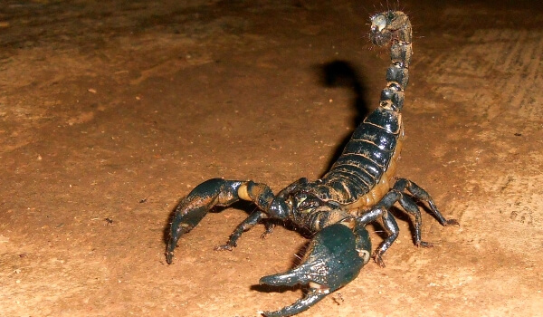 Photo : Scorpion empereur animal