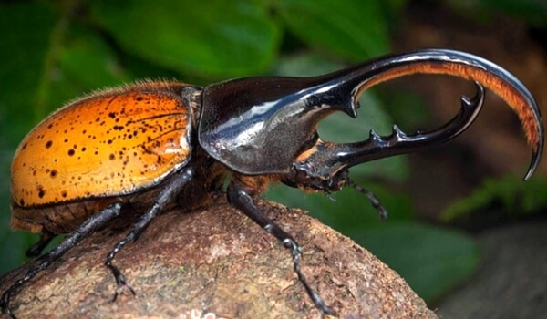 Photo: Hercules beetle in nature
