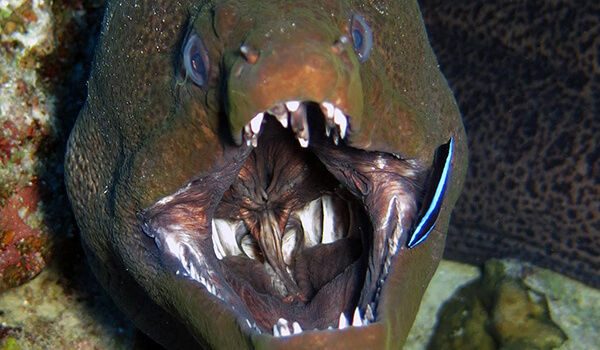 Photo: Moray fish