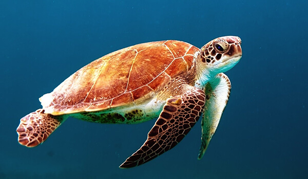 Foto: Hur en havssköldpadda ser ut 