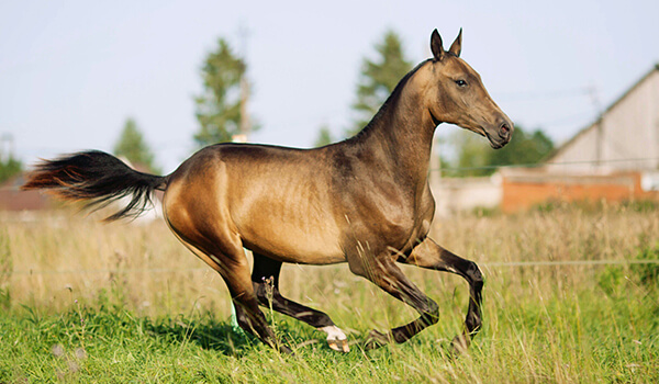 Photo: Akhal-Teke Horse