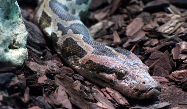 Photo: Reticulated Python Snake