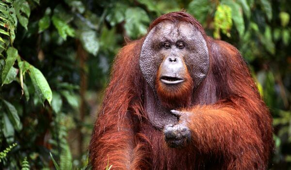 Photo: Male orangutan