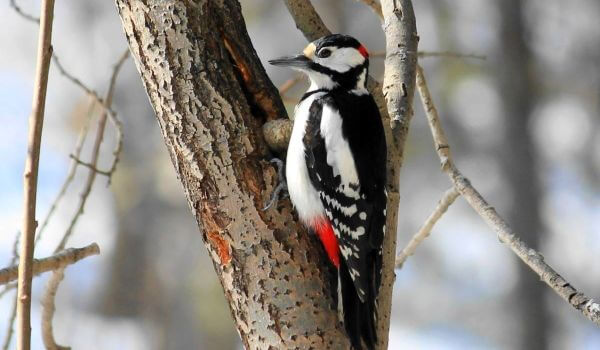 Photo: Great Spotted Woodpecker