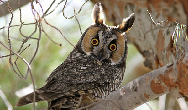 Photo: Long-eared owl bird