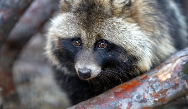 Photo: Raccoon dog animal