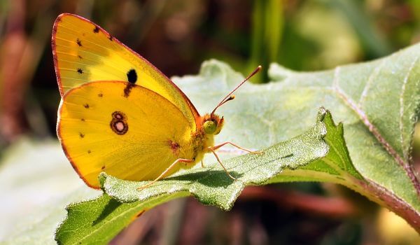 Foto: borboleta com icterícia comum