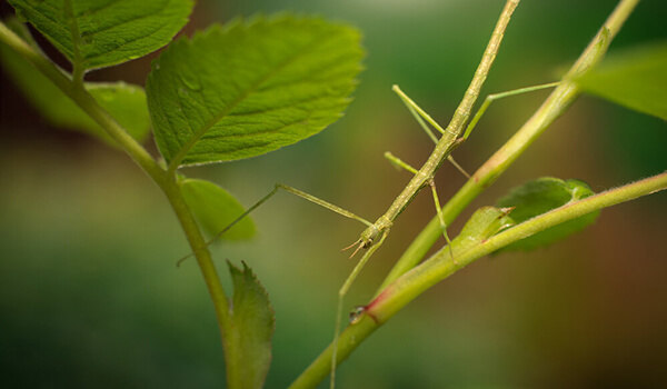 Photo: What a stick insect looks like