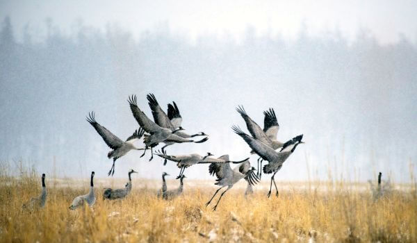 Photo: Siberian Crane from the Red Book