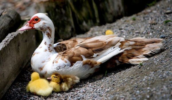 Photo: Indo-duck ducklings