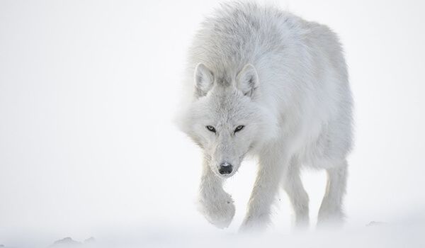 Photo: White polar wolf