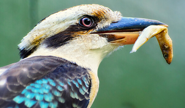 Photo: Kookaburra in nature