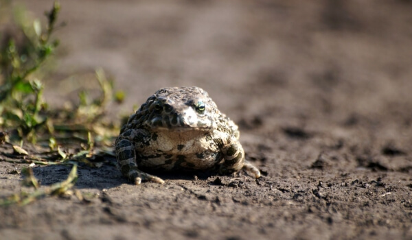 Photo: Ground Toad