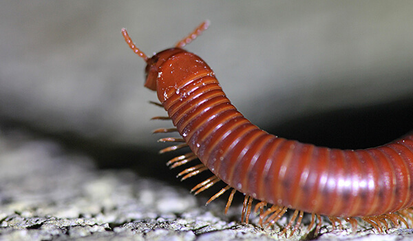 Photo: Centipede in Russia