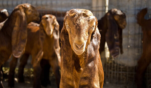 Photo: Damascus goat