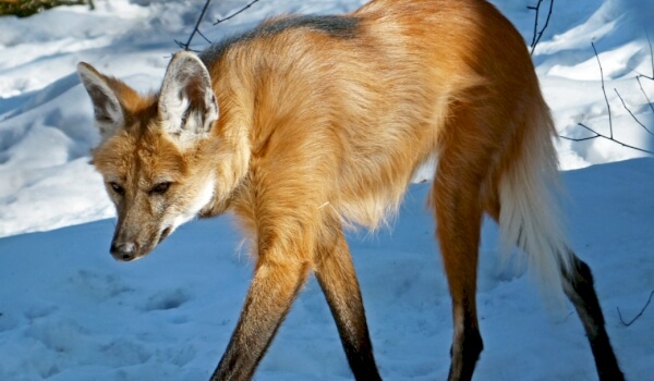 What does a maned wolf eat