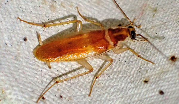 Foto: Rød kakerlakk i leiligheten