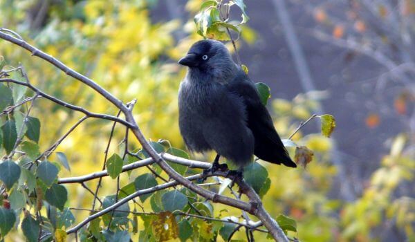 Photo: Jackdaw bird