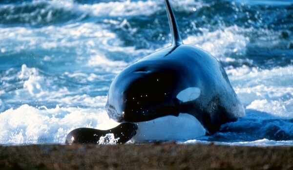 Foto: Orca en la orilla