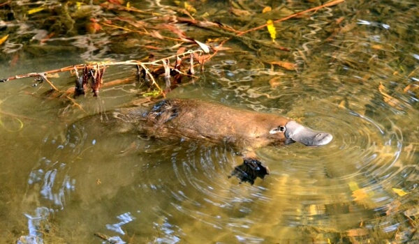 Photo: Platypus in Australia
