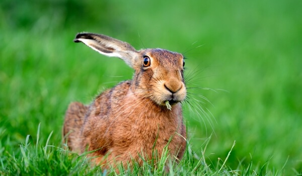  Photo: Hare hare