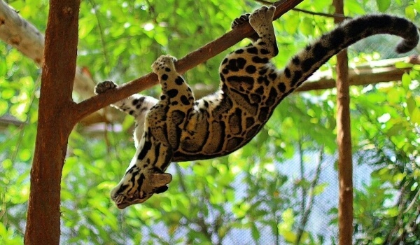 Foto:></Clouded Leopard