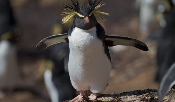 Photo: What it looks like crested penguin