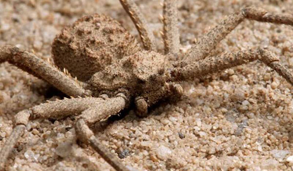 Foto: Cómo se ve una araña de arena de seis ojos