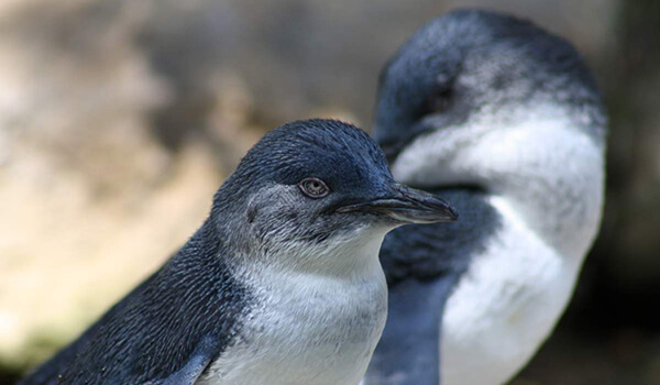Photo: Lesser Blue Penguin