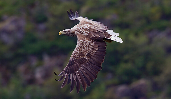 Photo: White-tailed Eagle