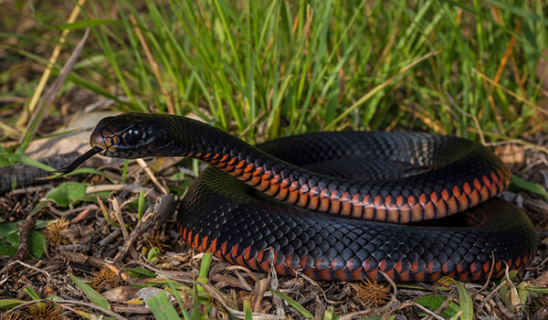 Photo: Great black snake
