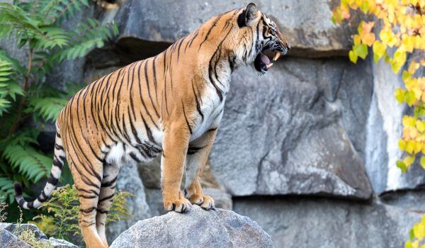 Foto: Animal Indochinese Tiger